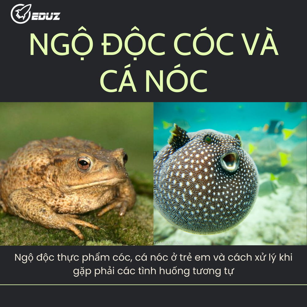 Trường Hợp Ngộ Độc Cóc Và Cá Nóc Ở Trẻ Em